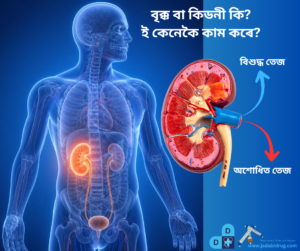Read more about the article বৃক্ক বা কিডনী কি? ই কেনেকৈ কাম কৰে? | Kidney Function and Structure in Assamese